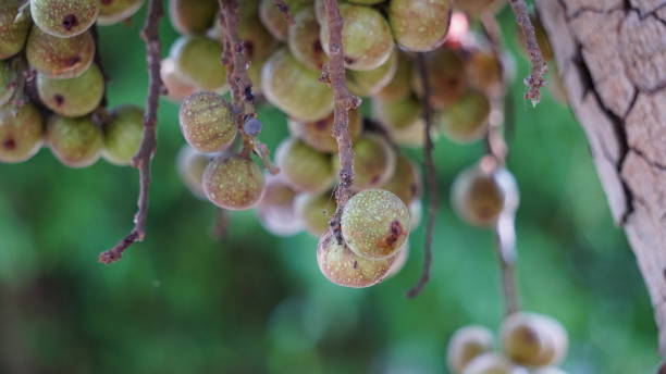 istock Ficus racemosa (the cluster fig, red river fig, gular, elo, loa, Ficus glomerata). In India, the bark is rubbed on a stone with water to make a paste, which can be applied to boils or mosquito bites. 1923125308