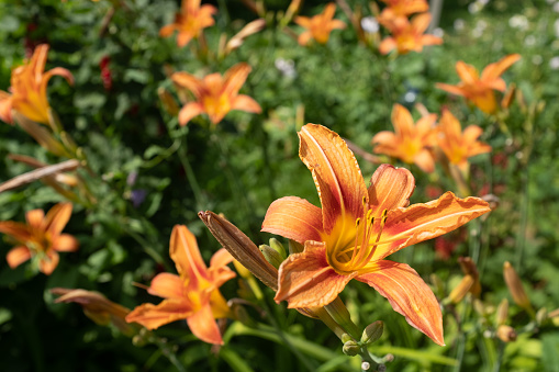 Orange lily flowers growing in the garden, close up. Blooming tiger lilies for publication, design, poster, calendar, post, screensaver, wallpaper, postcard, cover, website. High quality photography