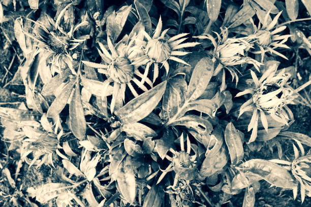Background from flower bush, selective focus. Flowers and leaves for design. Summer bloom for poster, calendar, screensaver, wallpaper, postcard, cover, post, website. Toned high quality photography