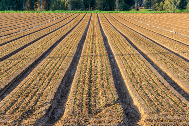 istock Agricultural Topography: Onion Crop Landscape. 1923138668