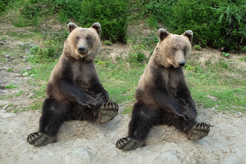 two bear sits in a clearing in the forest