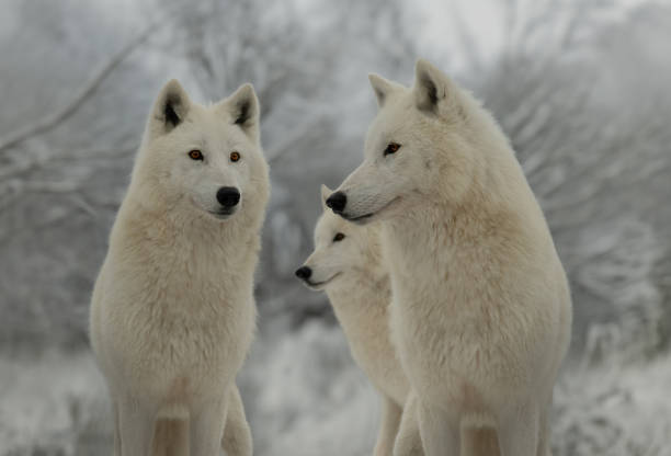 wolves in winter (Canis lupus)