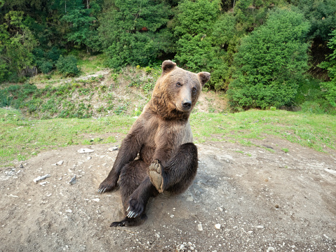 bear sits in a clearing in the forest