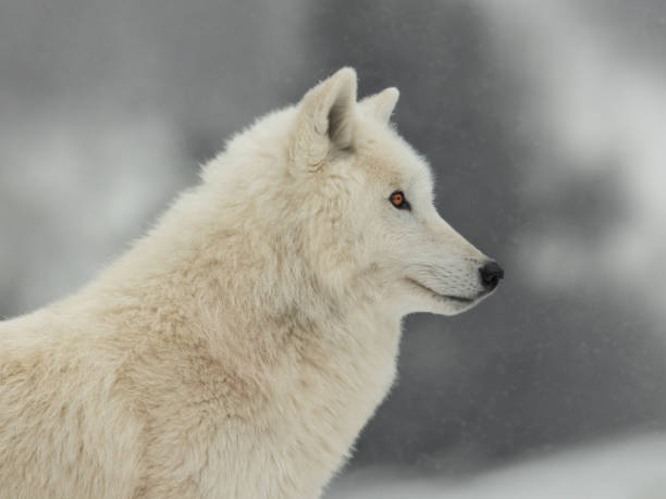 istock Polar white wolf after eating on a gray background 1923156956