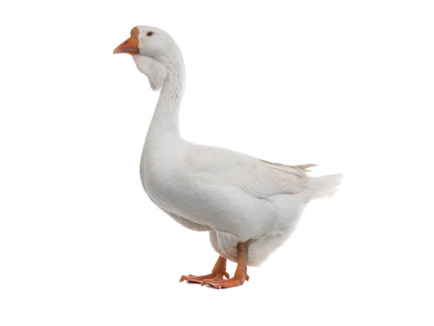 istock white goose isolated on a white background 1923159579