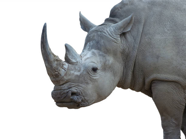 istock portrait white rhino isolated on white background 1923159587
