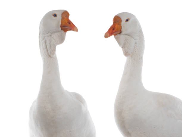 portrait white goose isolated on a white background