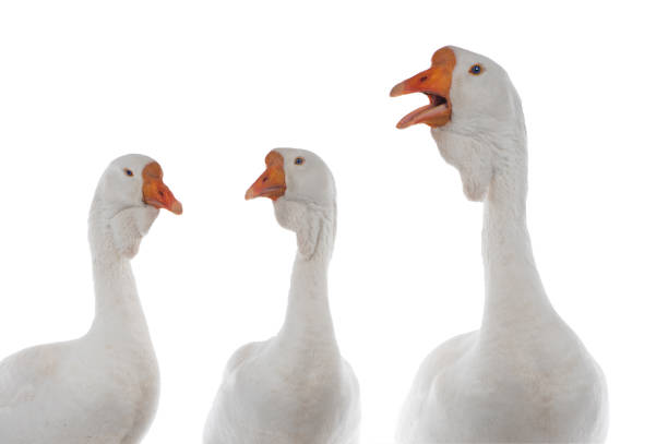 istock portrait white goose isolated on a white background 1923161662