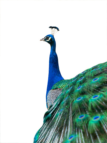 indian peacock isolated on white background