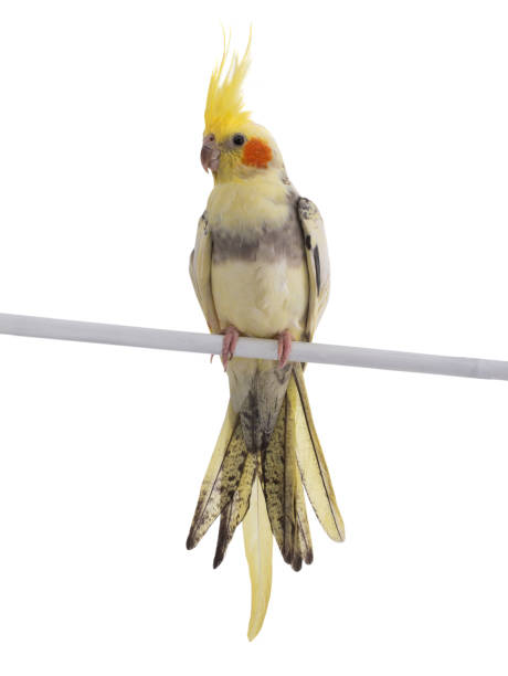 istock cockatiel (Nymphicus hollandicus) parrot isolated on a white 1923161664