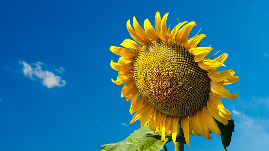 Sunflower and clouds on blue sky, Italy