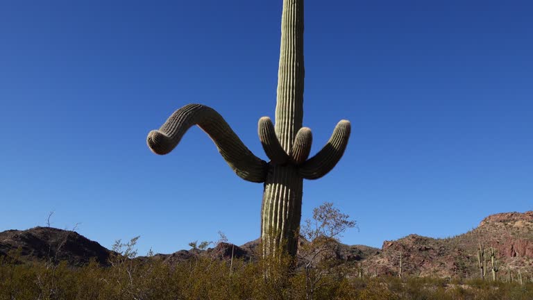 Three Giant Saguaros (Carnegiea gigantea) at Hewitt Canyon near Phoenix. Organ Pipe Cactus National Monument, Arizona, USA