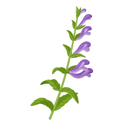 Vector illustration, Scutellaria baicalensis, with common name Baikal skullcap or Chinese skullcap, isolated on white background.
