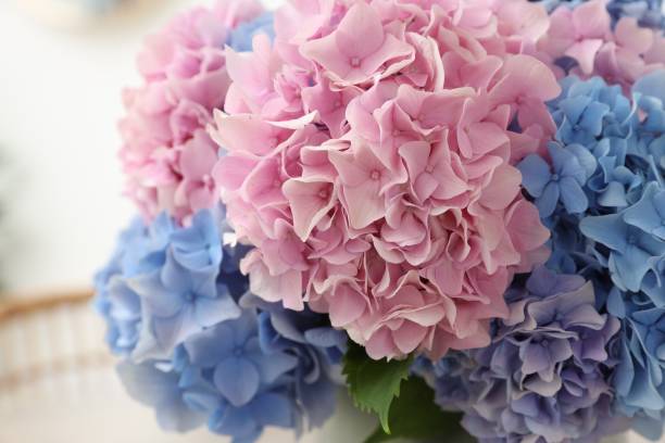 istock Beautiful light blue and pink hydrangea flowers, closeup 1923241403