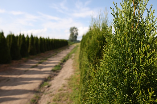 View of pathway and bushes under beautiful sky on sunny day, selective focus. Space for text