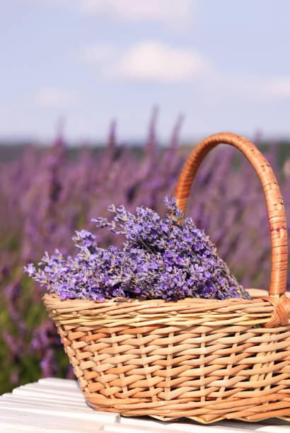 istock Wicker basket with aromatic lavender on white wooden bench outdoors. Space for text 1923241953