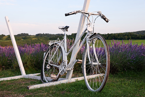 White bicycle near beautiful blooming lavender outdoors