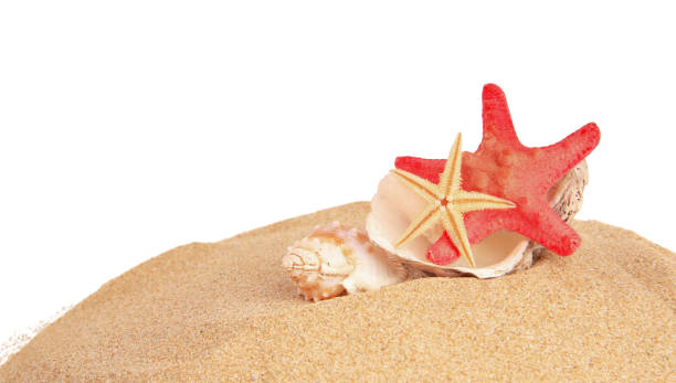 istock Sand with many beautiful sea stars and seashells isolated on white, space for text 1923244870