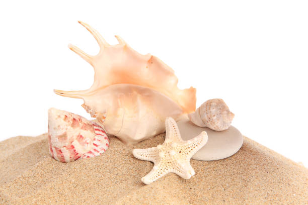istock Sand with many beautiful sea star, seashells and stone isolated on white 1923245132