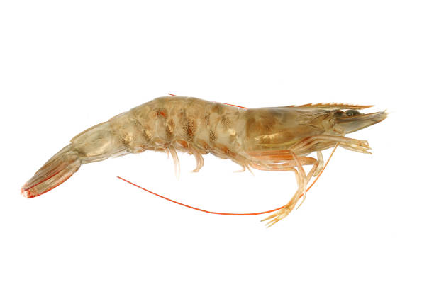 istock Fresh living shrimp isolated on white background 1923248843