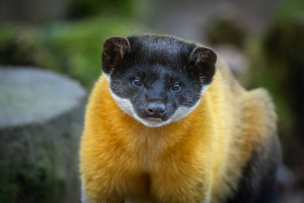 Portrait of a male yellow-throated marten (Martes flavigula).