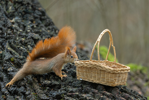 Curious Eurasian red squirrel (Sciurus vulgaris) approaches carefully a basket with walnuts.