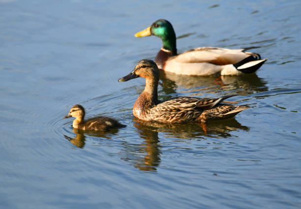 wild duck family in the water