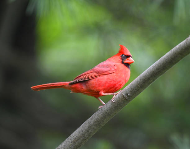 istock red cardinals standing on the spring green tree branch 1923255700