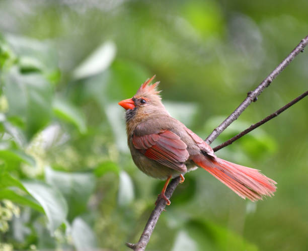 istock red cardinals standing on the spring green tree branch 1923255701