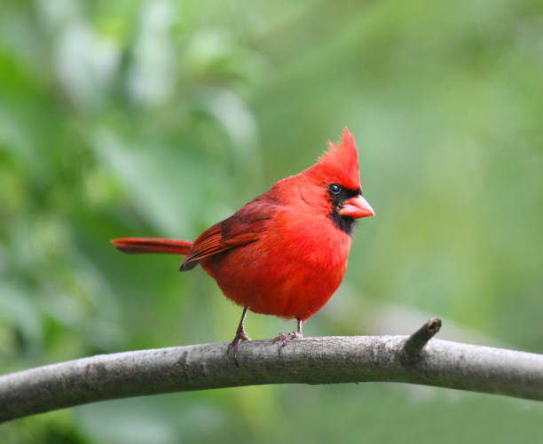 istock red cardinals standing on the spring green tree branch 1923257784