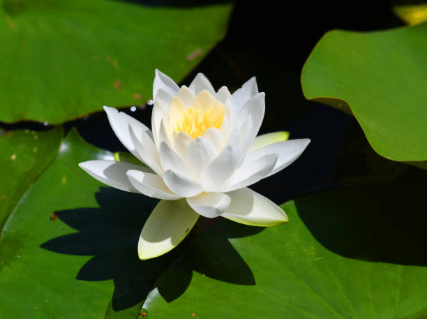 istock blooming white lotus flower in the pond 1923258327