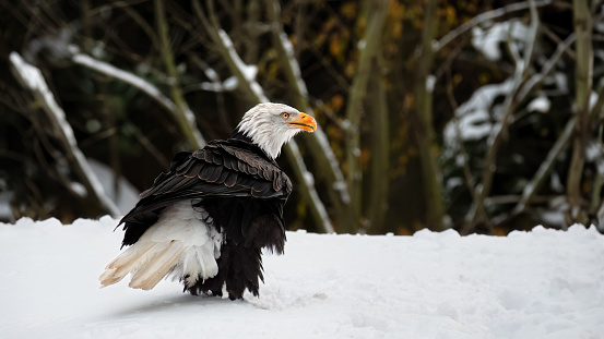 A close-up  of a bald eagle (Haliaeetus leucocephalus) sitting in snow  , trees in the background