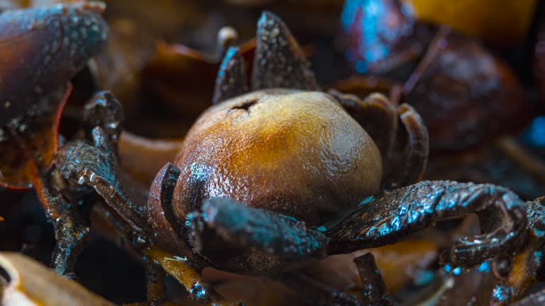 Astraeus hygrometricus Fungus time lapse videos, opening and closin the 