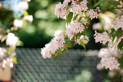 Linnaea amabilis rose flowers in sunny garden, closeup. Kolkwitzia amabilis pink blossoming beauty bush, close up.