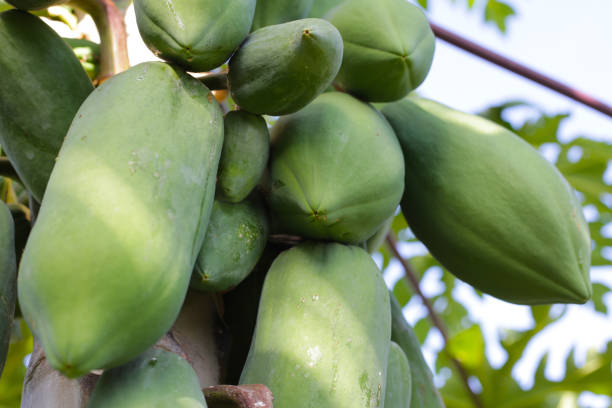 istock Papaya fruit on the tree in garden. 1923316558