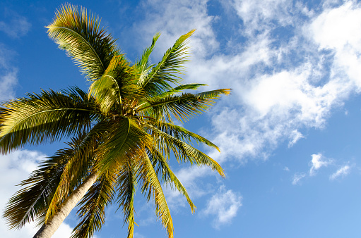 A grove of hundreds of palm trees from every angle located at an ancient Hawaiian fish pond on the island of Hawaii.  Backed by clear blue skies these majestic palms sway in the breeze and filter light down to the land.