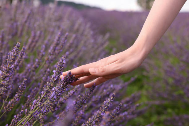 istock Woman touching beautiful lavender in field, closeup 1923336399