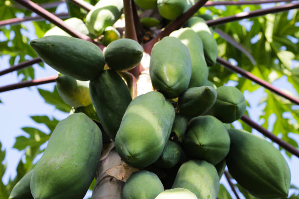 istock Papaya fruit on the tree in garden. 1923377157