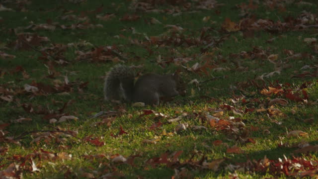 Cute Squirrel taking a hazelnut off the ground
