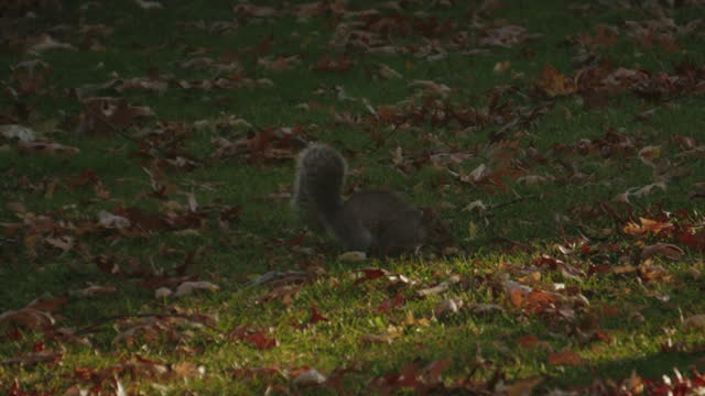 Slow motion of a curious red squirrel cracking a large walnut