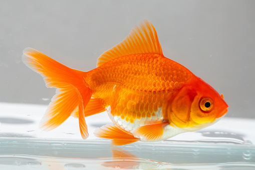 Oranda goldfish in aquarium fish tank close up