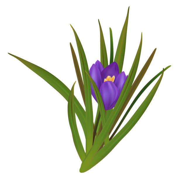 istock Crocus, purple bouquet, blooming bud. Collection of spring plants, seasonal botany, realistic delicate wildflower. Beautiful, isolated blooming crocus. Saffron, herbaceous perennial iris. Vector 3d. 1923402810