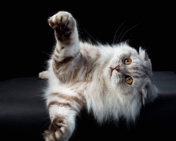 istock An inquisitive Scottish Fold cat reaches out on a dark background 1923404529