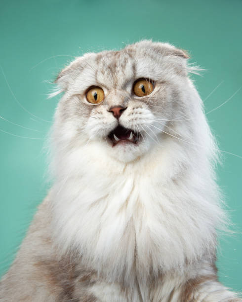 istock Curious Scottish Fold cat with a serene gaze, mint background 1923404532