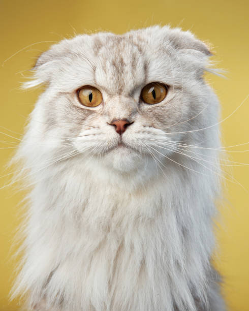 istock A serene Scottish Fold cat exhibits its unique folded ears and plush white coat 1923404533