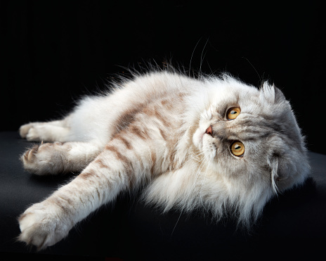 An inquisitive Scottish Fold cat reaches out, its striking amber eyes and lush fur highlighted on a dark background