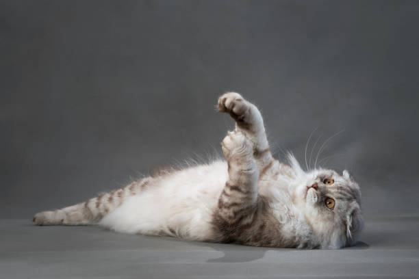 istock A playful Scottish Fold cat lies against a gray backdrop 1923404957