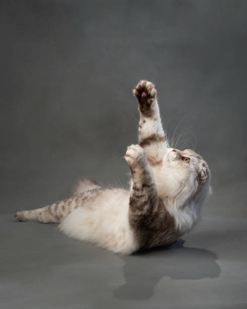 istock A playful Scottish Fold cat lies against a gray backdrop 1923405044