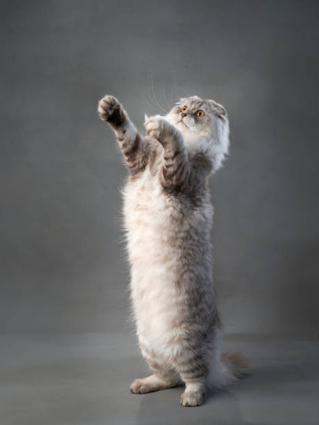 istock A playful Scottish Fold cat stands on hind legs 1923405051