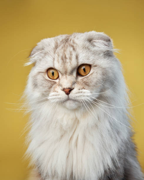 istock A serene Scottish Fold cat exhibits its unique folded ears and plush white coat 1923405056